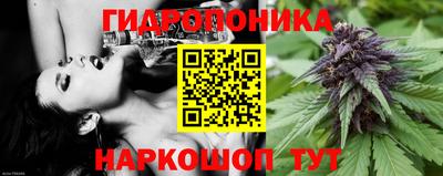 дмт Аргун
